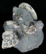 Discoscaphites & Sphenodiscus Ammonites #6121-3